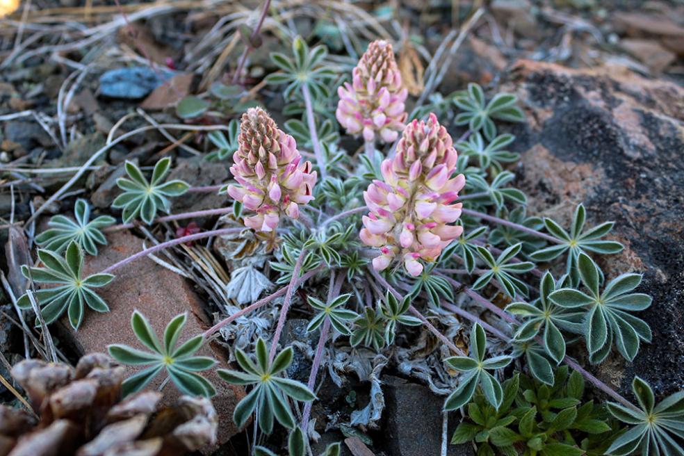 the white and pink flowers and fuzzy leaves of the Lassics lupine stretch over serpentine soil.  
