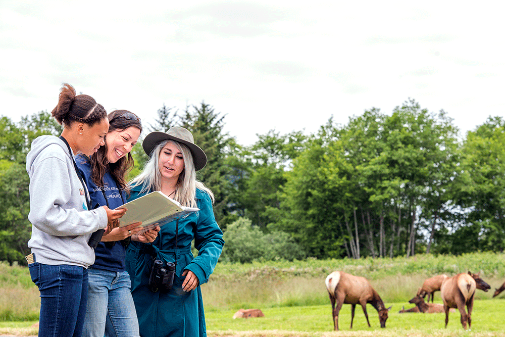 Micaela Szykman Gunther, Wildlife professor, and undergraduate and graduate students are conducting a study that will help determine whether electronic detection of elk along North Coast highways will help protect elk, as well as human drivers.