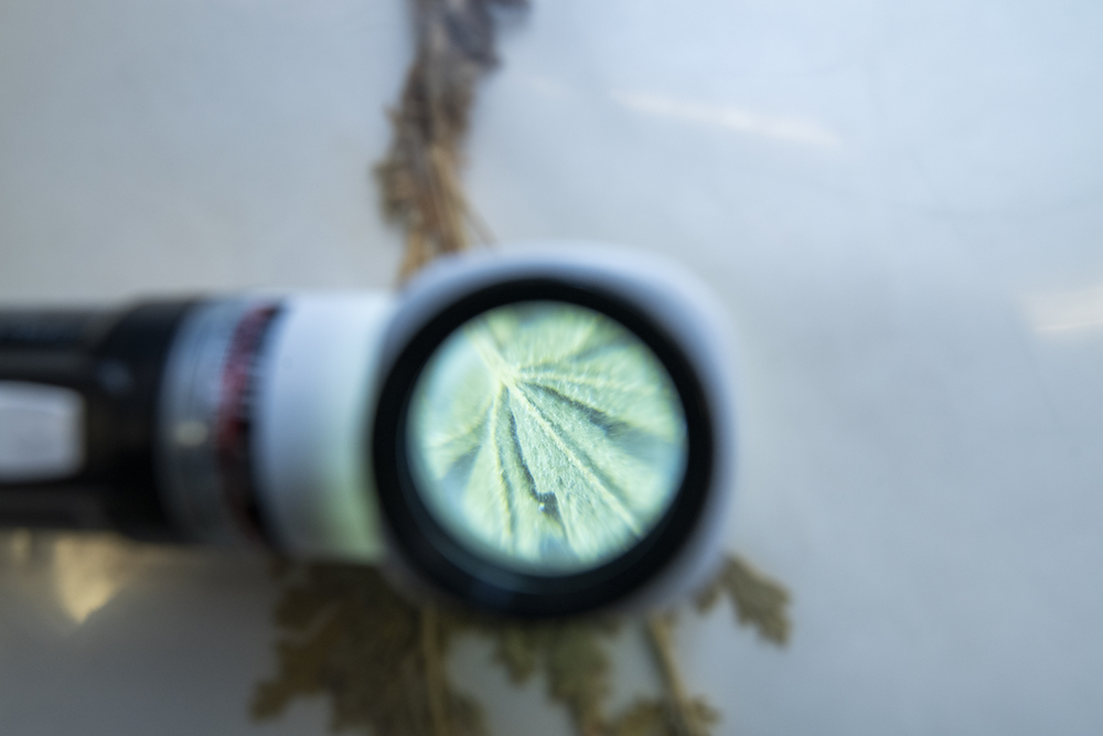 looking through a magnifiying glass at a dried plant specimen 