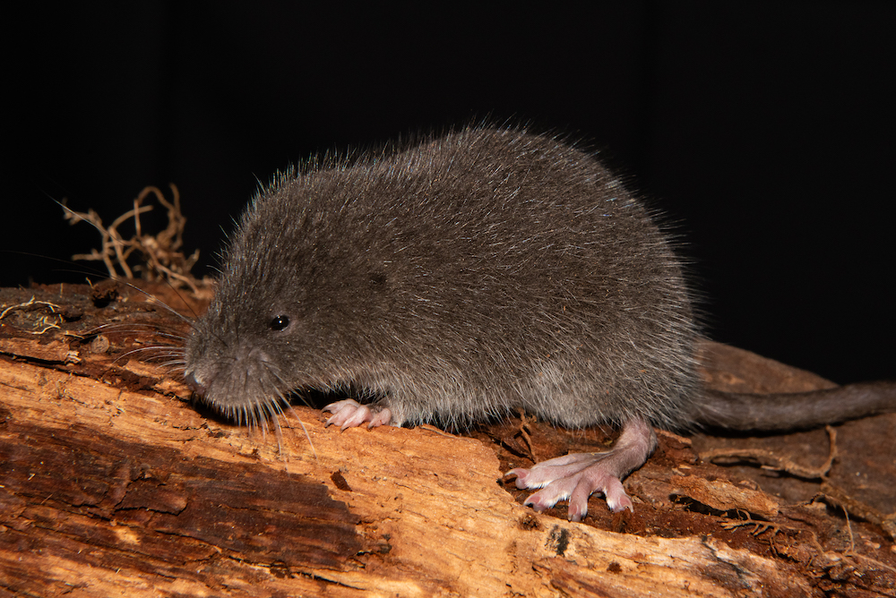 A photo of the Incanomys parviauris, or the Incan small-eared water mouse, that was discovered by Cal Poly Humboldt scientists. 