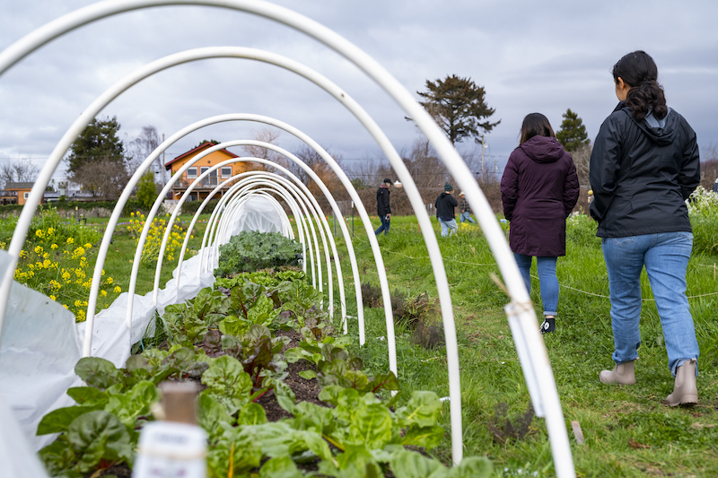 Students walking alongside a row of crops growing at the University's new demonstration farm in Arcata.