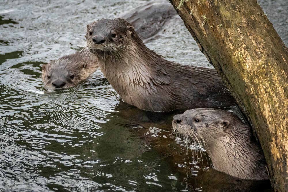 A photo of three otters in the Arcata Marsh 