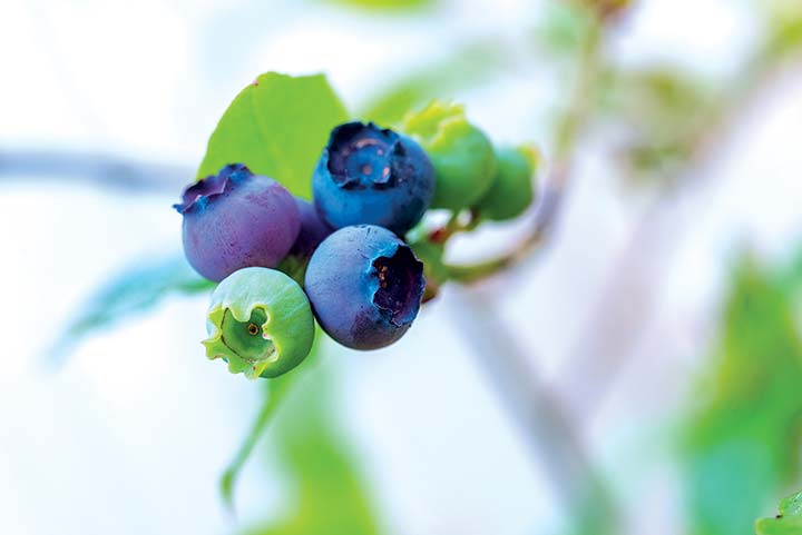 Close-up of a blueberry bush