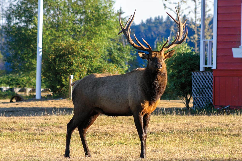 Roadways with collar-activated signs will help protect elk and people driving along a stretch of Highway 101 near Stone Lagoon.