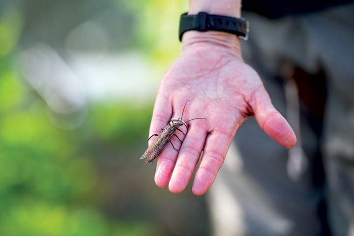 Professor O’Dowd holds an adult salmonfly (Pteronarcys californica) near one of her sampling sites at Iron Gate Dam.