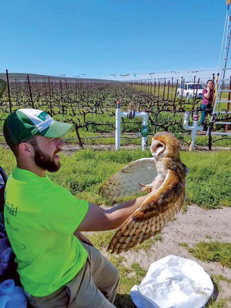 Matt Johnson holding an owl in a vineyard