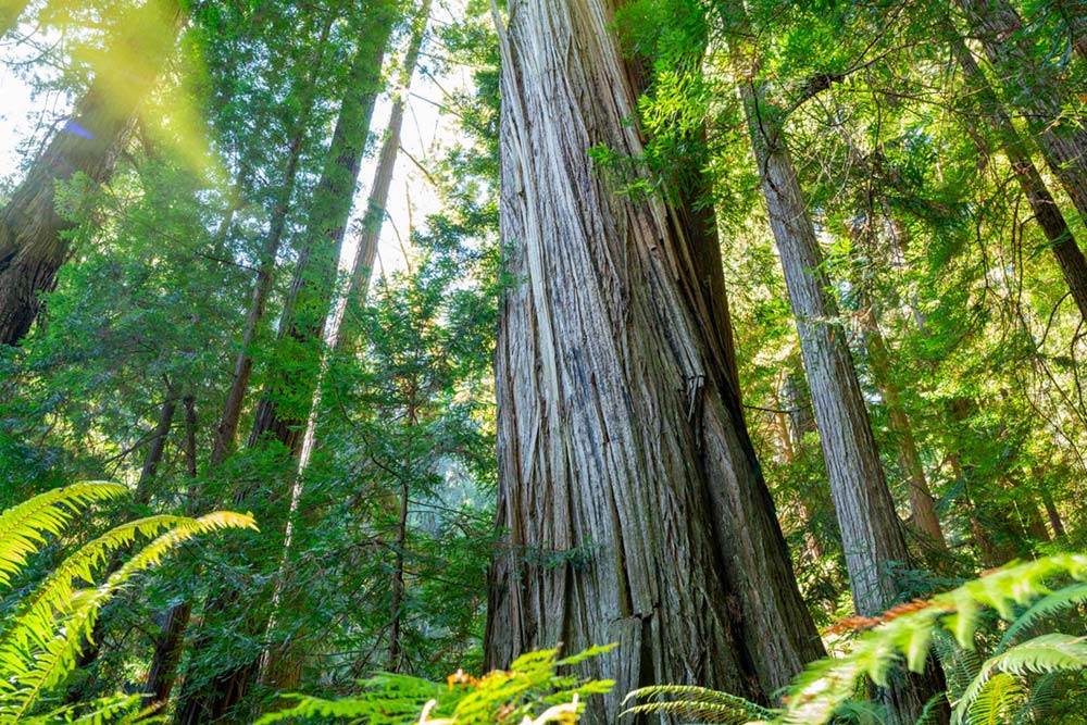 Sun shinning through redwoods