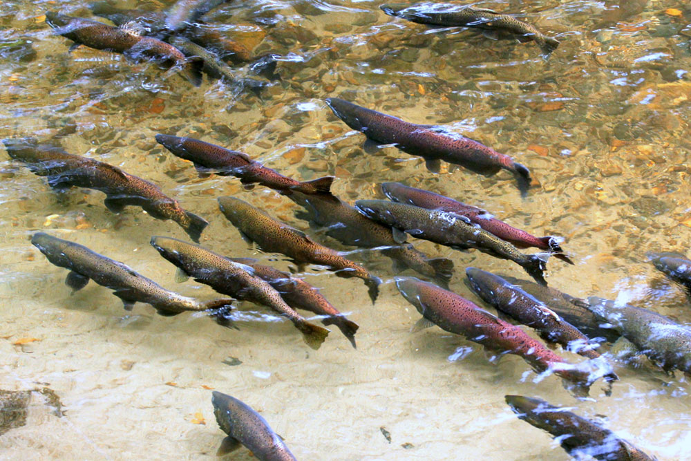 Salmon in the a River