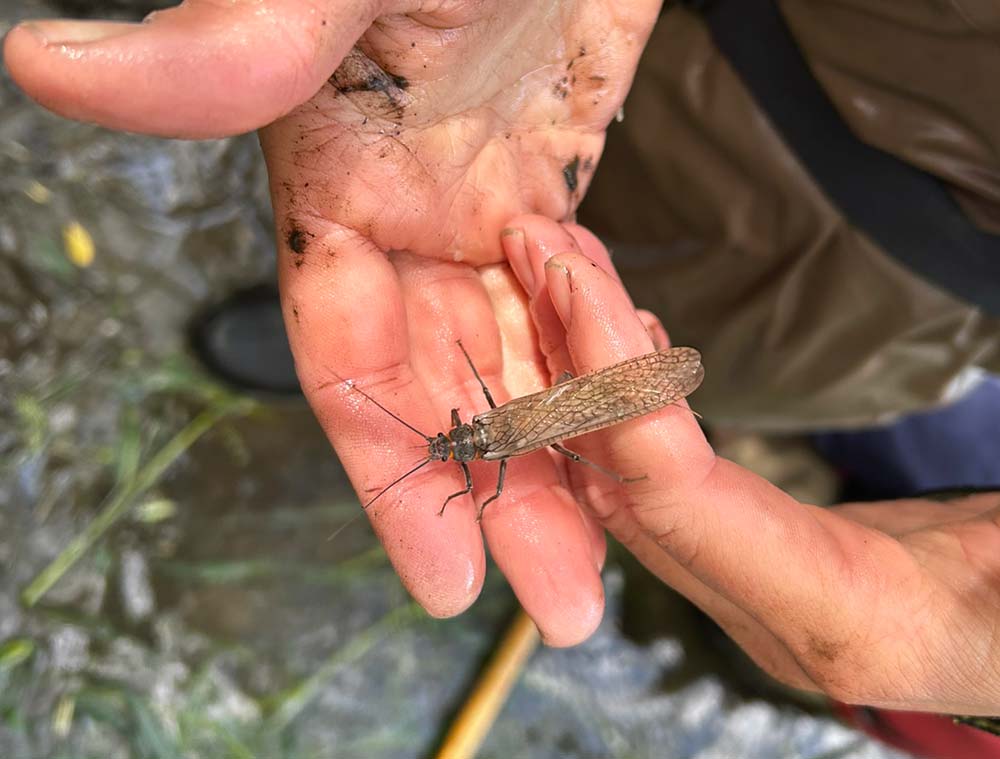 Close-up of an aquatic insect resting on a person's hands
