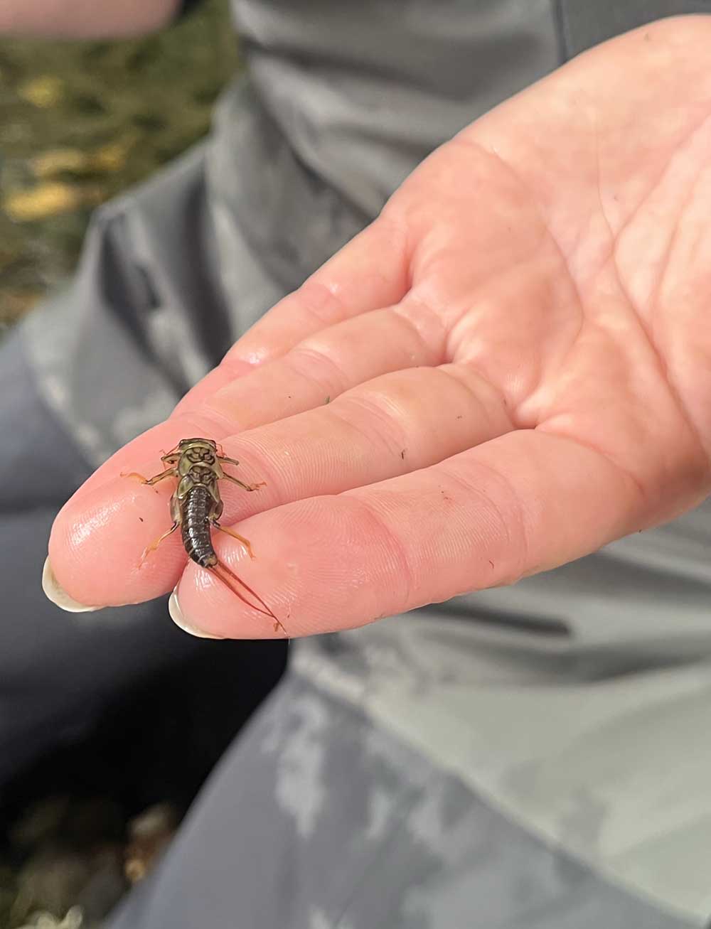 Small aquatic insect resting on a person's open hand