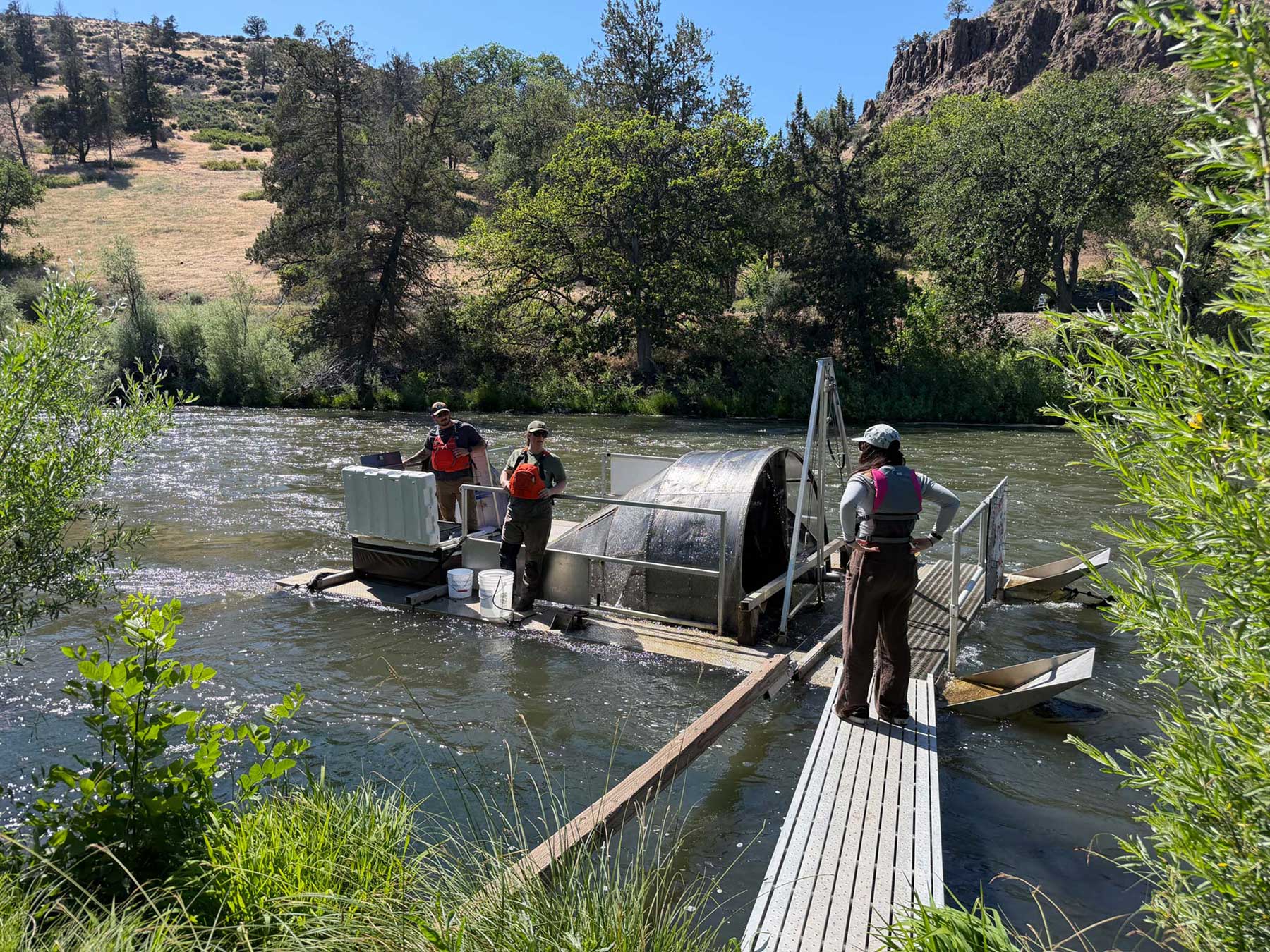 Salmon in the a River
