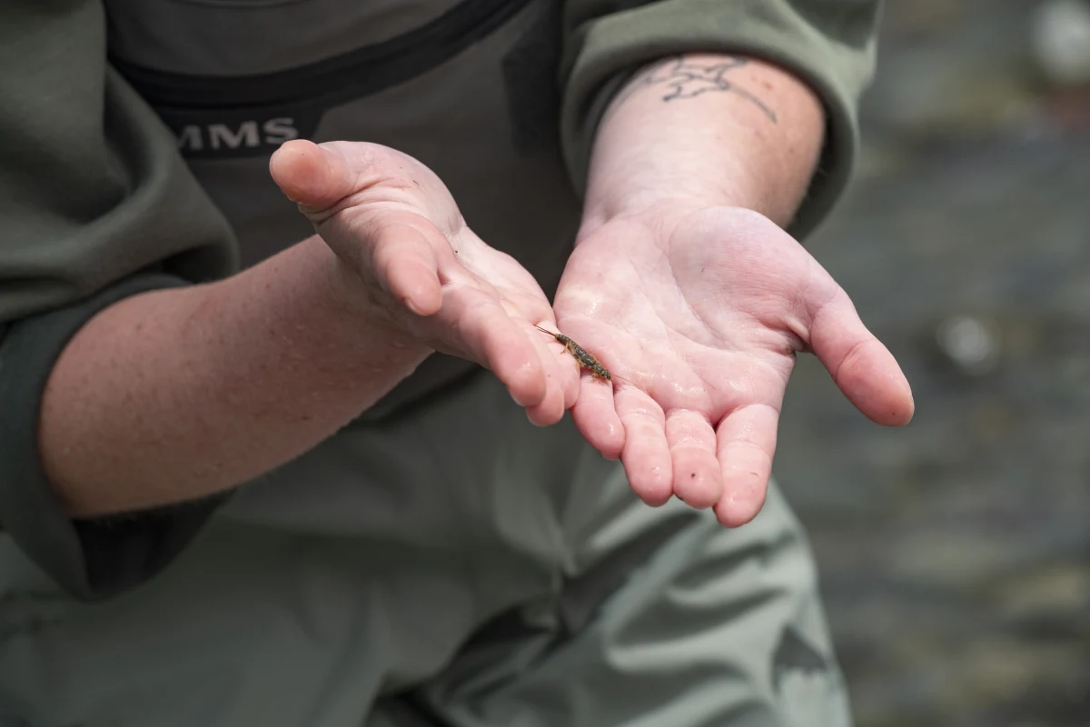 Daphne Cheney holds a small aquatic animal in her hands.
