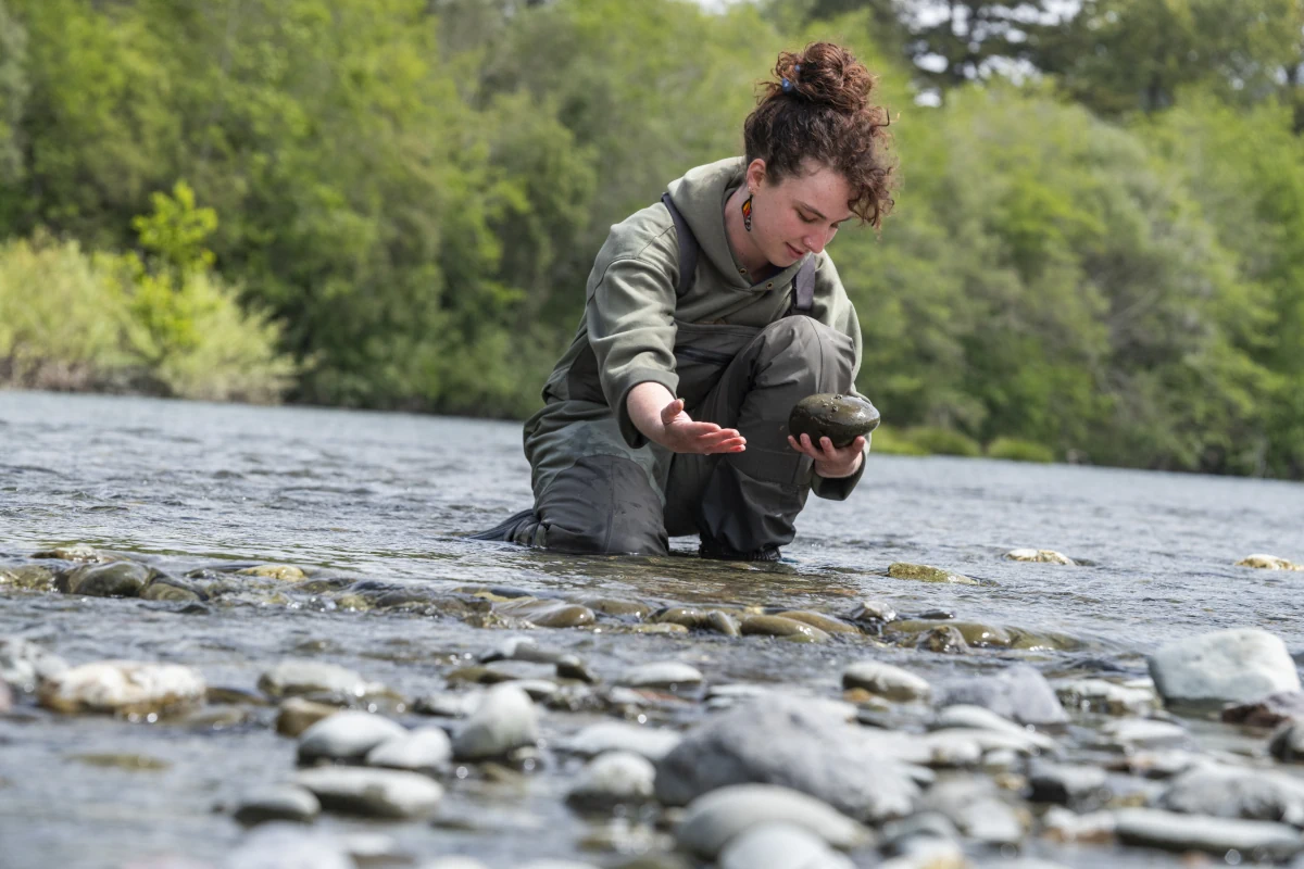 Daphne Cheney kneels in a river while inspecting a rock near the water.