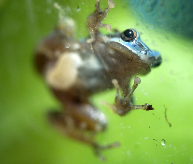 Rare Blue Frog Struts its Stuff at NHM, Humboldt NOW