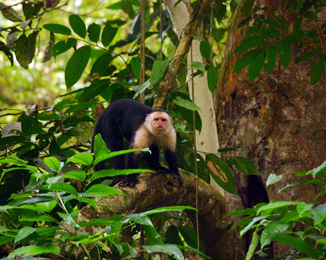Costa Rica Primatology Program Accepting Applications Humboldt NOW 