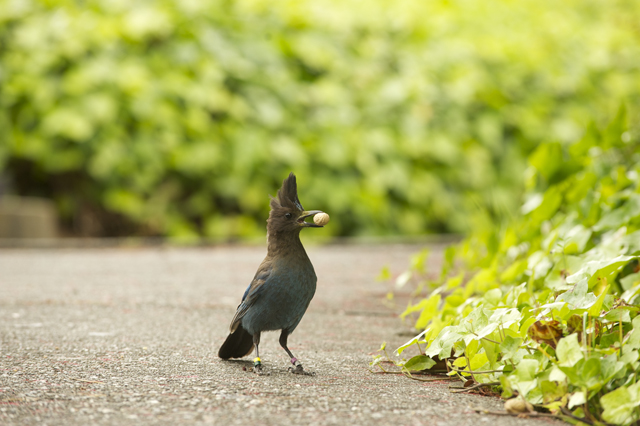 What to do if you find a baby bird; plus, baby Steller's Jay