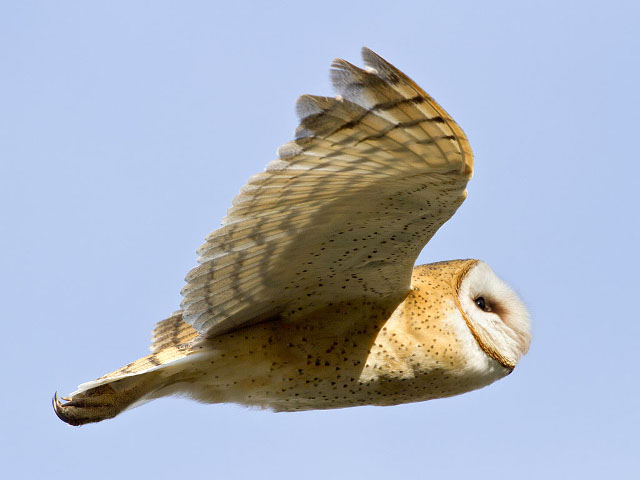 Birds of prey being used for pest control around valley