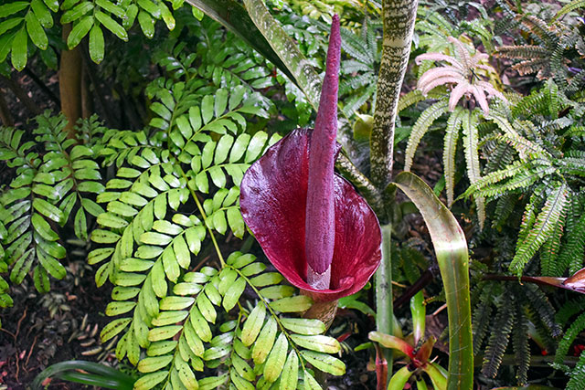 Amorphophallus Konjac