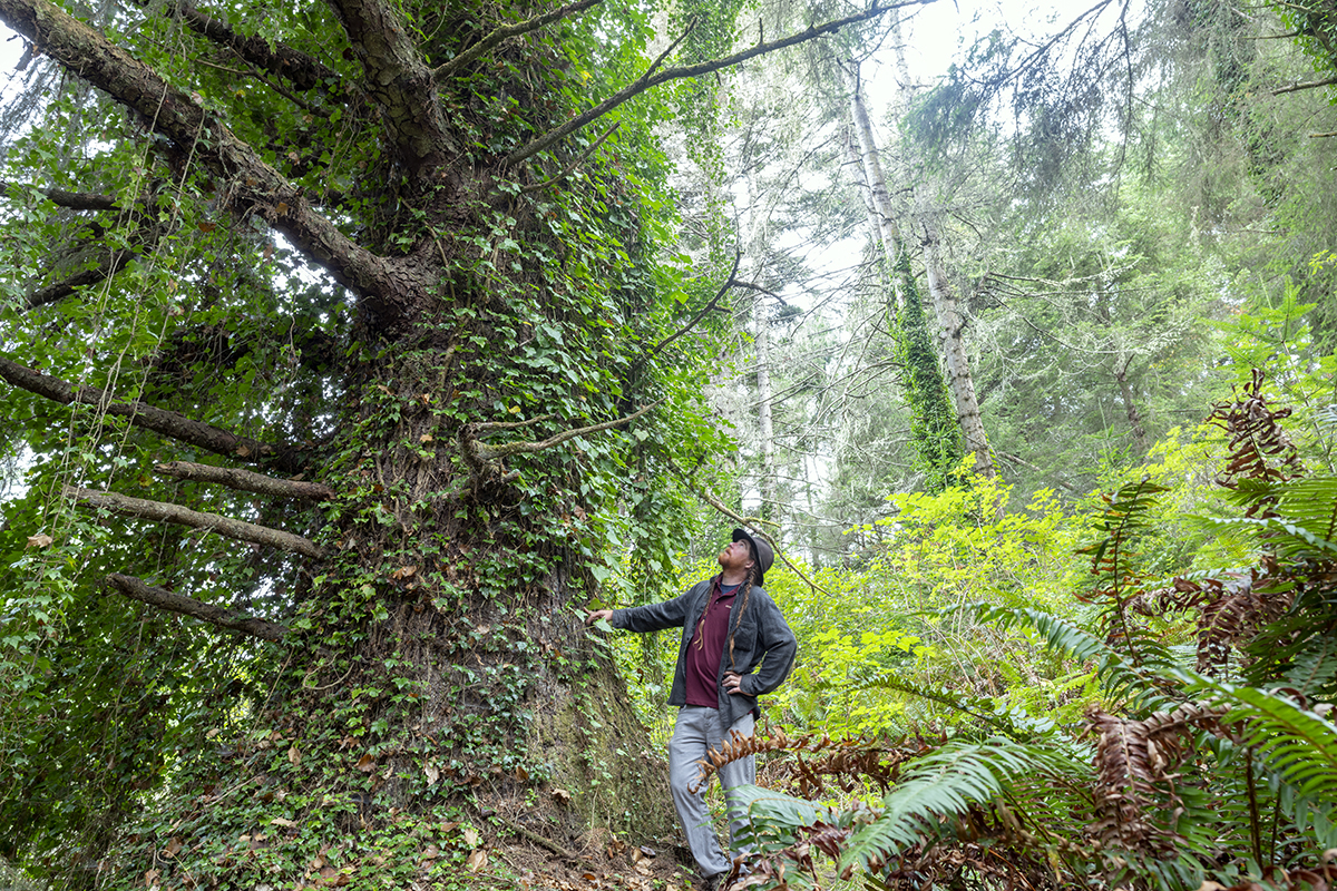 Sitka spruce forestland found at Mouralherwaqh.