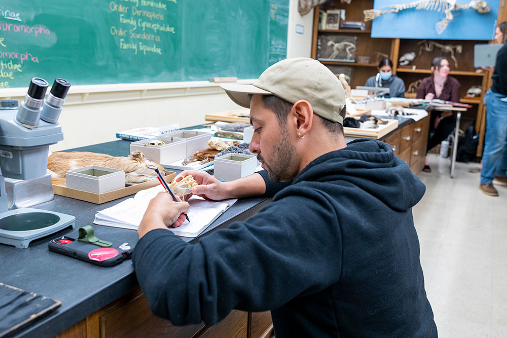 Matthew Morassutti works on a Mammalogy lab section in Fall ’22.