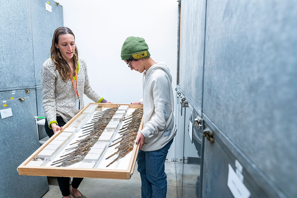 Museum curator Silvia Pavan and Alberts display a collection of chipmunks (genus Neotamias).