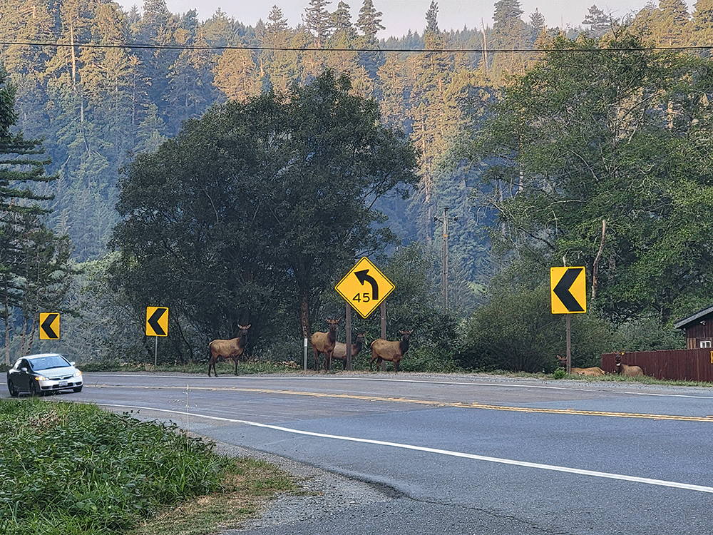 An elk bull crosses the road near Orick. Photo Courtesy Micaela Szykman Gunther.