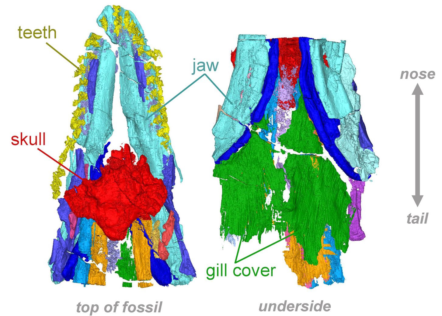 CT rendering of the top of the fossil’s skull and jaws alongside a rendering of the fossil’s throat (viewed from below), made from CT scanning. The gill cover (green) is unlike the anatomy of any other species of shark. (Courtesy of Allison Bronson) 