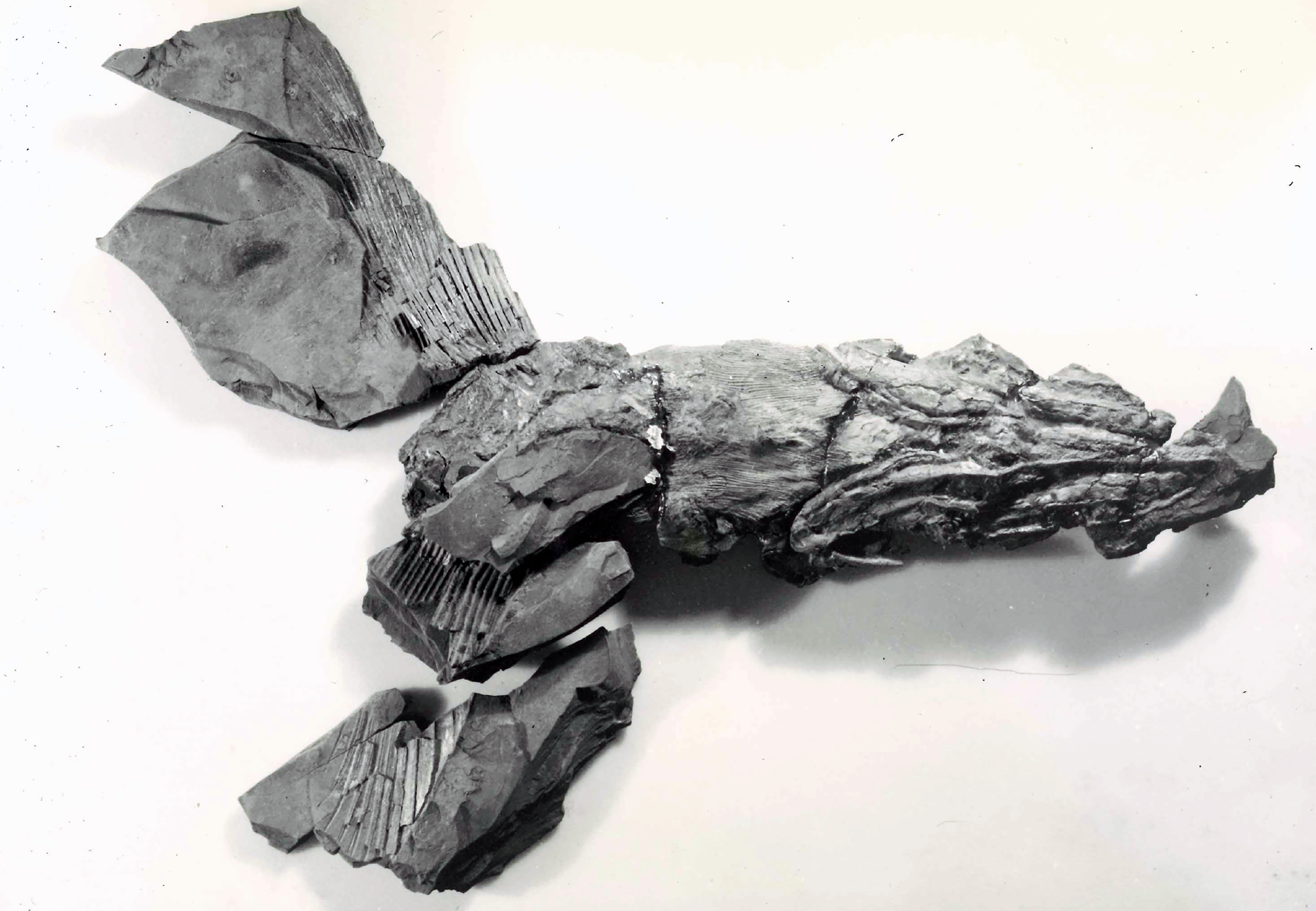 Fossil of Cosmoselachus mehlingi, photographed in the late 1970s, shows the underside of the throat, jaws, and pectoral fins.