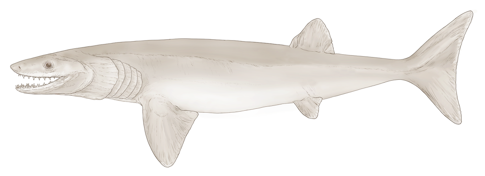 An artist’s reconstruction of the new shark-like species Cosmoselachus mehlingi. 