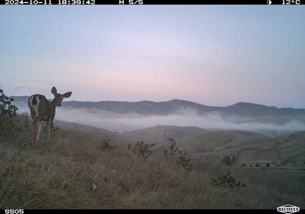  Cal Poly Humboldt is leading an effort to expand the state’s biodiversity monitoring effort to multiple California State University (CSU) campus sites. One campus is Cal Poly in San Luis Obispo, which has already established a monitoring site in Chorro Creek Ecological Reserve. There, a trail cam has captured photos of wildlife, including a mule deer, mountain lion, and gopher snake— examples of data that will be collected throughout the CSU’s network.