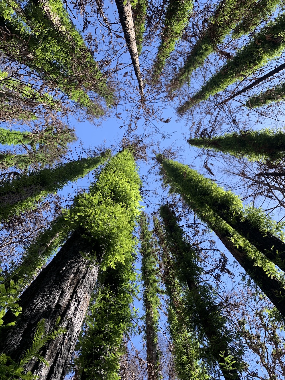 New growth emerges from fire-scorched redwoods in the area burned by the 2020 Walbridge Fire in Sonoma County, California.