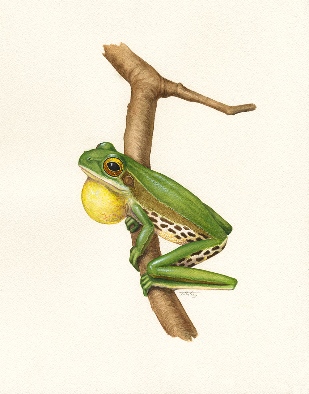 The Campo Grande Tree Frog (Boana cymbalum) was last observed in 1963 in the State of São Paulo. It is one of two species of frogs formally declared to be extinct in Brazil. Illustration by Jamie Hefley.