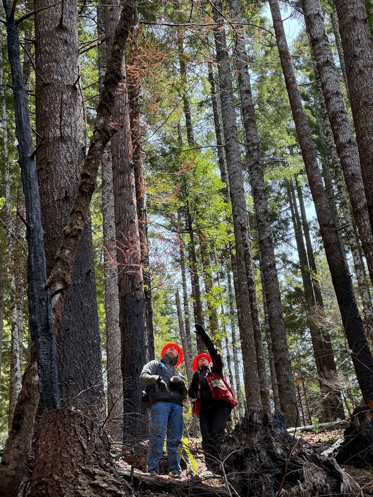 A photo of graduate student, Megan Joyce, and undergraduate student, Alec Wallace, examining the effects of the 2023 Lost Fire in Redwood National Park. Photo by Lee Donohue