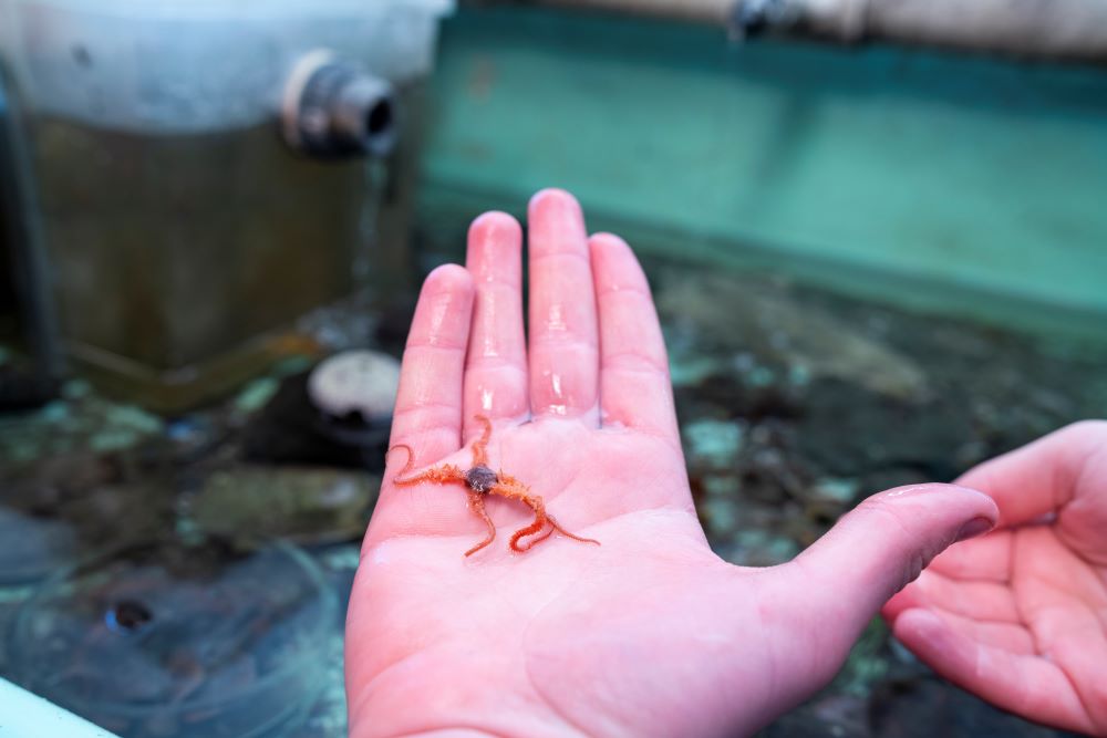 A photo of a brittle sea star in the palm of a hand at the Telonicher Marine Lab. 