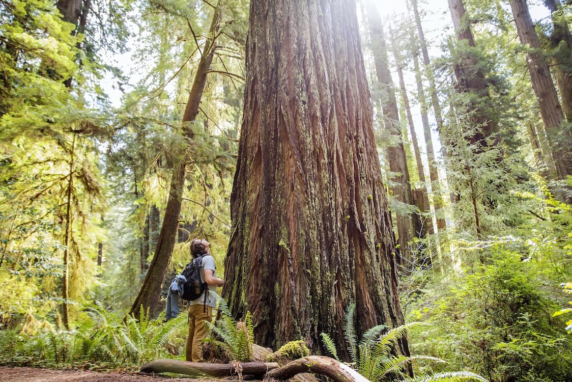 A person stands at the base of a redwood, peering up in awe. 
