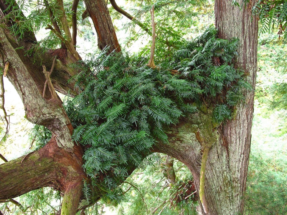 a large fern mat in a redwood tree