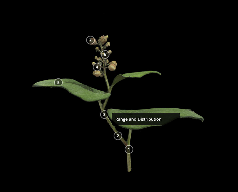 3d model of a false lily of the valley with a black background