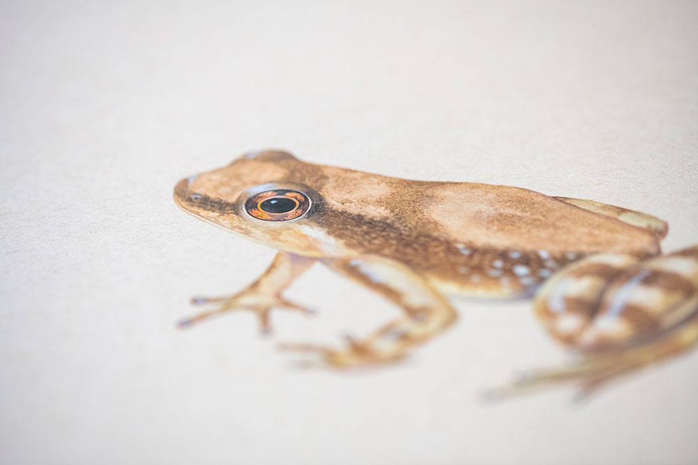 Hefley's portrait of an endangered Brazilian frog. The brown frog is speckled with white spots on its lower midrift and stripes on its back legs. 