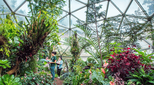 Students observing plants in the Dennis K. Walker Greenhouse