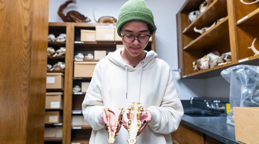 Wildlife student Tegan Alberts holds a coyote skull from the Vertebrate Museum collection.