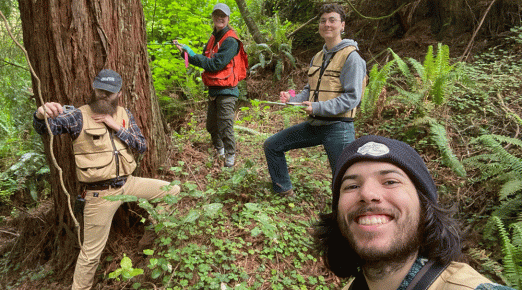 tree health study