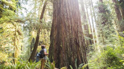 HSU Botany student looks up at a gigantic tree in Prairie Creek State Park