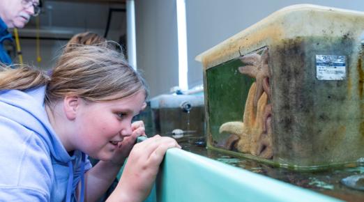 A photo of an eighth grade student from Northcoast Prepatory Academy looking into a water tank filled with sea stars. 