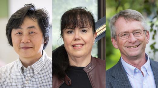 A collage of Cal Poly Humboldt's 2024-25 Distinguished Faculty from left to right: Professor Young Sub Kwon, Professor Daniela Mineva, and Professor Dale Oliver 