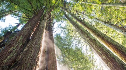 A photograph of the Arcata Community Forest behind the campus, taken from below to show the tall trunks and tops of the redwood trees!