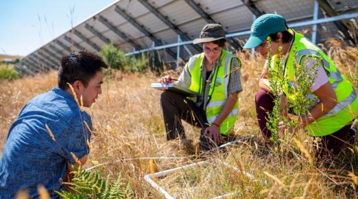 A photo of Rangeland Resources Sciences Professor Justin Luong and students surveying a square foot of grasslands under a solar panel.