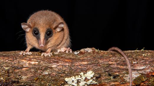 the opposum standing on a branch, looking at the camera
