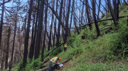 researchers collecting data at the base of scortched redwoods