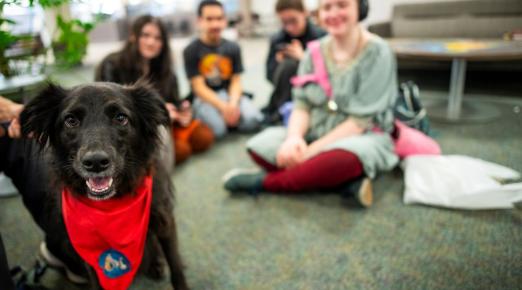 A photo of a black dog wearing a red scarf with a group of students sitting down in the background. 