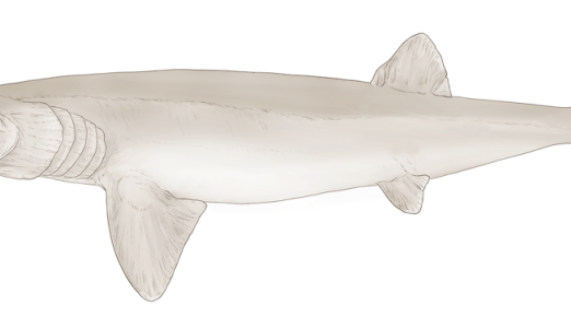 An artist’s reconstruction of the new shark-like species Cosmoselachus mehlingi. 